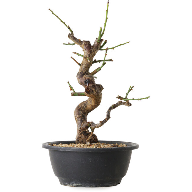 Prunus mume bianco, 31 cm, ± 12 anni, con un nebari di 6 cm