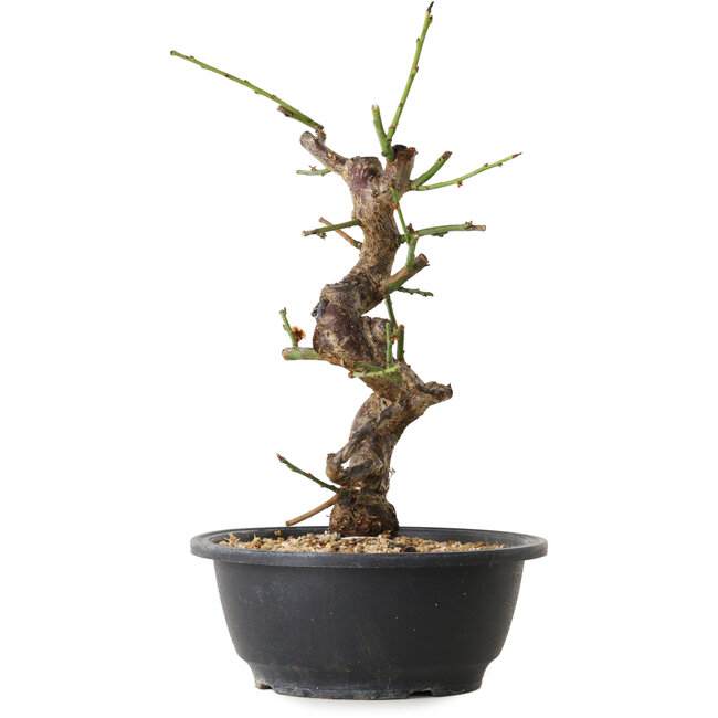 Prunus mume blanco, 31 cm, ± 12 años, con un nebari de 6 cm