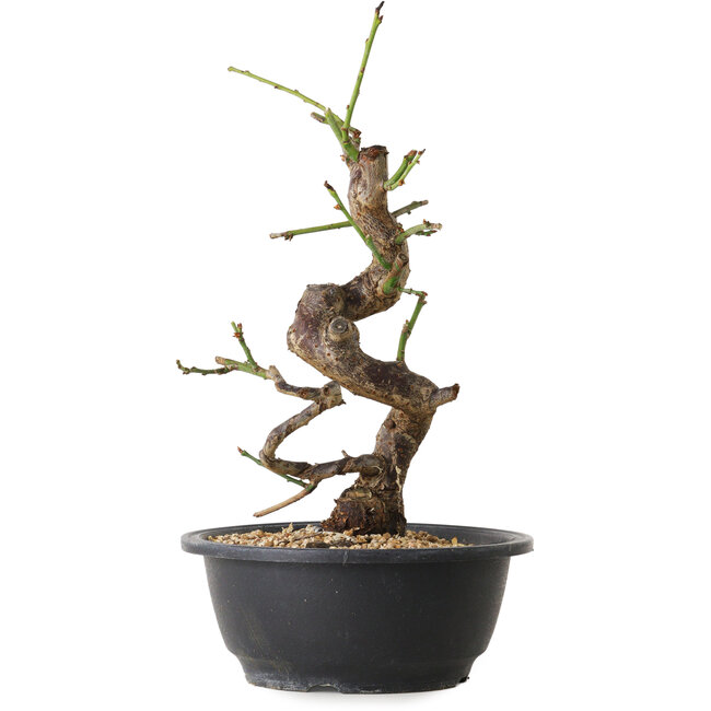 Prunus mume bianco, 31 cm, ± 12 anni, con un nebari di 6 cm