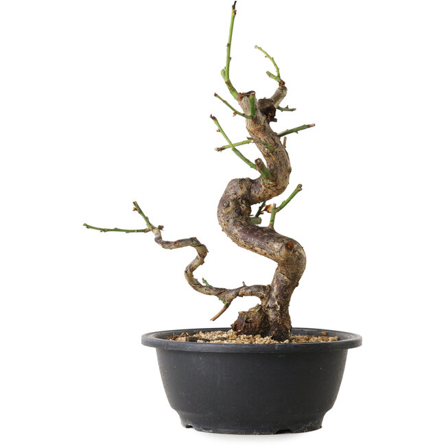 Prunus mume wit, 31 cm, ± 12 jaar oud, met een nebari van 6 cm