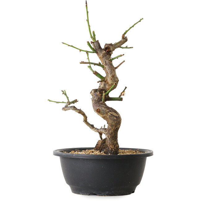 Prunus mume blanc, 31 cm, ± 12 ans, avec un nebari de 6 cm