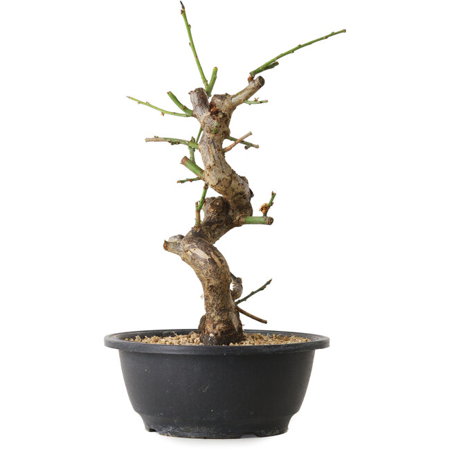 Prunus mume white, 31 cm, ± 12 Jahre alt, mit einem Wurzelansatz von 6 cm