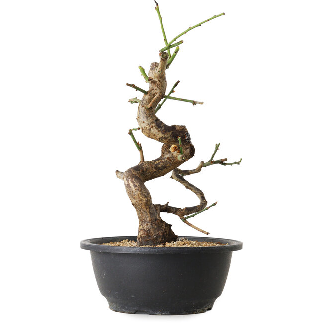 Prunus mume bianco, 31 cm, ± 12 anni, con un nebari di 6 cm