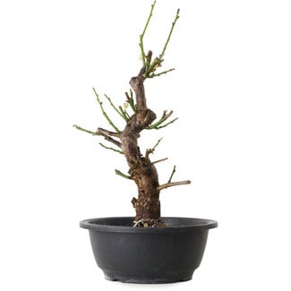 Prunus mume blanco, 33 cm, ± 12 años