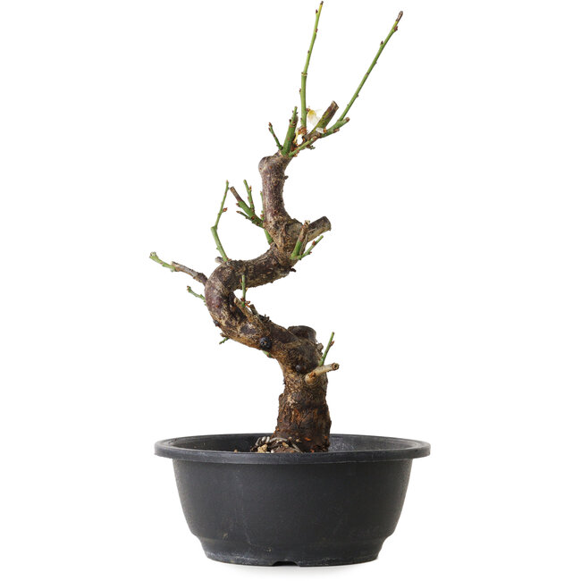 Prunus mume bianco, 33 cm, ± 12 anni, con un nebari di 6 cm