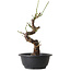 Prunus mume white, 33 cm, ± 12 years old, with a nebari of 6 cm