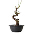 Prunus mume wit, 33 cm, ± 12 jaar oud, met een nebari van 6 cm