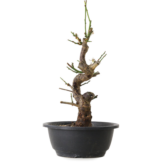 Prunus mume blanc, 33 cm, ± 12 ans, avec un nebari de 6 cm