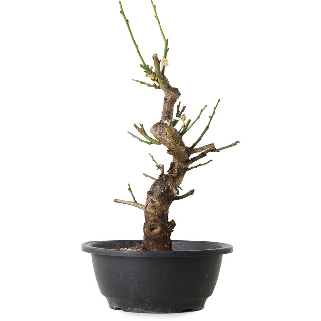 Prunus mume bianco, 33 cm, ± 12 anni, con un nebari di 6 cm