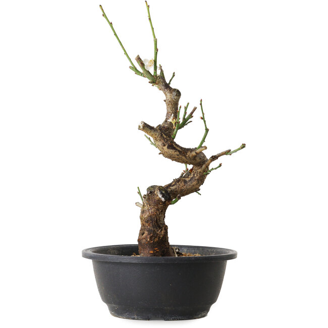 Prunus mume white, 33 cm, ± 12 Jahre alt, mit einem Wurzelansatz von 6 cm