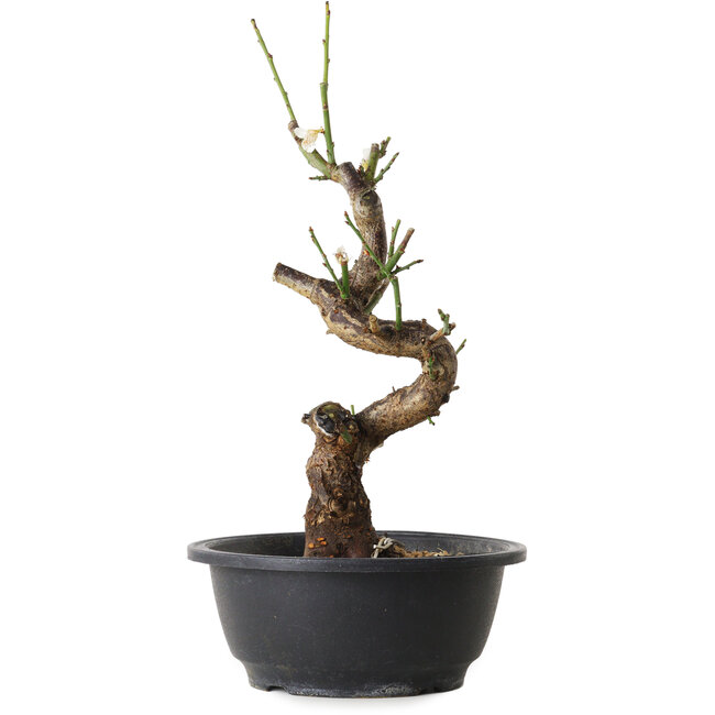 Prunus mume wit, 33 cm, ± 12 jaar oud, met een nebari van 6 cm