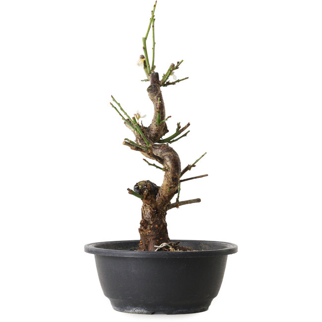 Prunus mume white, 33 cm, ± 12 years old, with a nebari of 6 cm