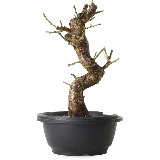 Prunus mume bianco, 30 cm, ± 12 anni, con un nebari di 6 cm