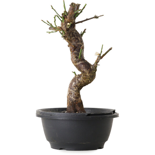 Prunus mume white, 30 cm, ± 12 Jahre alt, mit einem Wurzelansatz von 6 cm