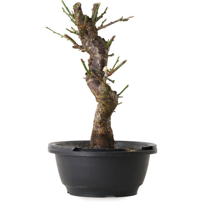 Prunus mume white, 30 cm, ± 12 Jahre alt, mit einem Wurzelansatz von 6 cm