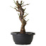 Prunus mume wit, 30 cm, ± 12 jaar oud, met een nebari van 6 cm