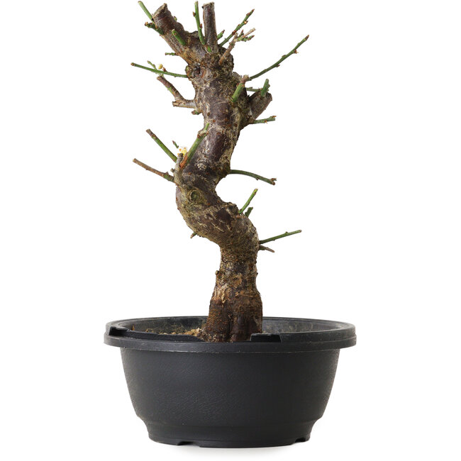 Prunus mume wit, 30 cm, ± 12 jaar oud, met een nebari van 6 cm
