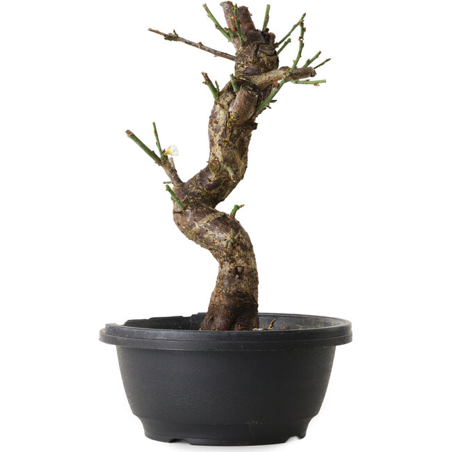 Prunus mume bianco, 30 cm, ± 12 anni, con un nebari di 6 cm