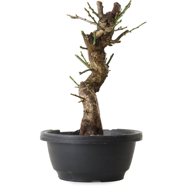 Prunus mume white, 30 cm, ± 12 years old, with a nebari of 6 cm