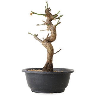 Prunus mume blanco, 28 cm, ± 12 años