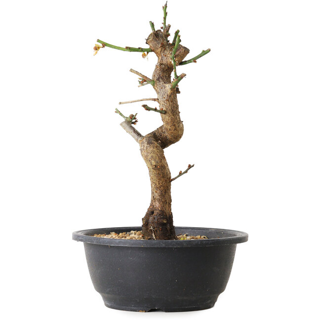 Prunus mume bianco, 28 cm, ± 12 anni, con un nebari di 6 cm