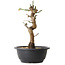 Prunus mume wit, 28 cm, ± 12 jaar oud, met een nebari van 6 cm