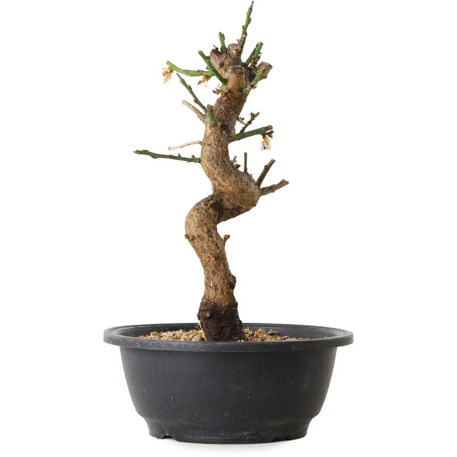 Prunus mume wit, 28 cm, ± 12 jaar oud, met een nebari van 6 cm