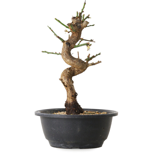 Prunus mume bianco, 28 cm, ± 12 anni, con un nebari di 6 cm