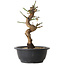 Prunus mume wit, 28 cm, ± 12 jaar oud, met een nebari van 6 cm