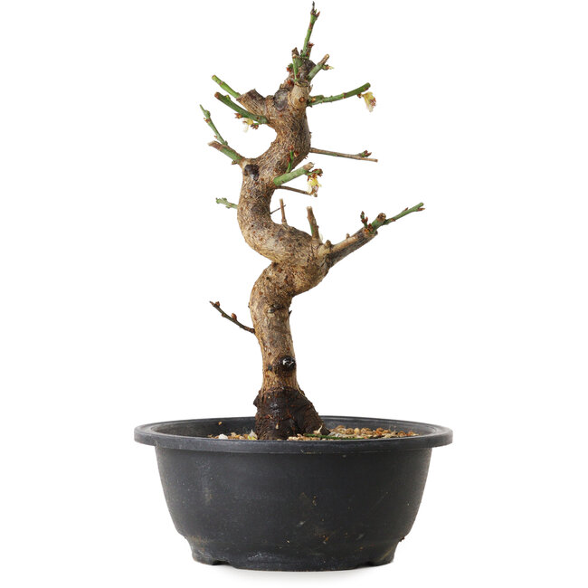 Prunus mume white, 28 cm, ± 12 years old, with a nebari of 6 cm