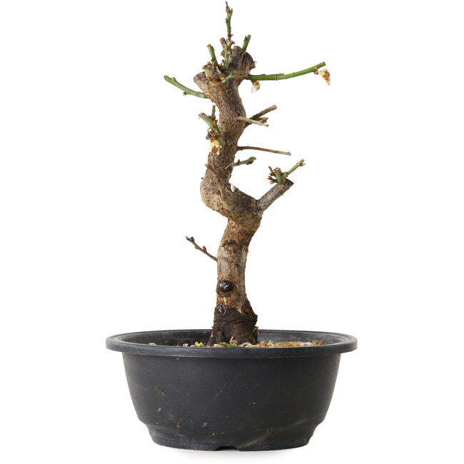 Prunus mume wit, 28 cm, ± 12 jaar oud, met een nebari van 6 cm