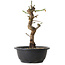 Prunus mume white, 28 cm, ± 12 years old, with a nebari of 6 cm