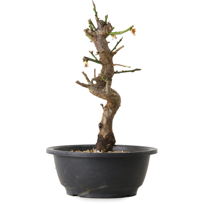 Prunus mume wit, 28 cm, ± 12 jaar oud, met een nebari van 6 cm