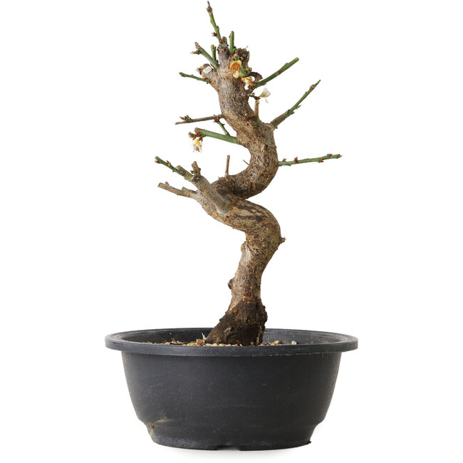 Prunus mume bianco, 28 cm, ± 12 anni, con un nebari di 6 cm