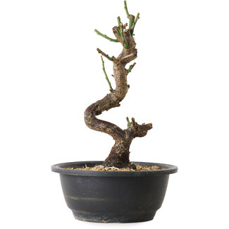 Prunus mume blanc, 30 cm, ± 12 ans