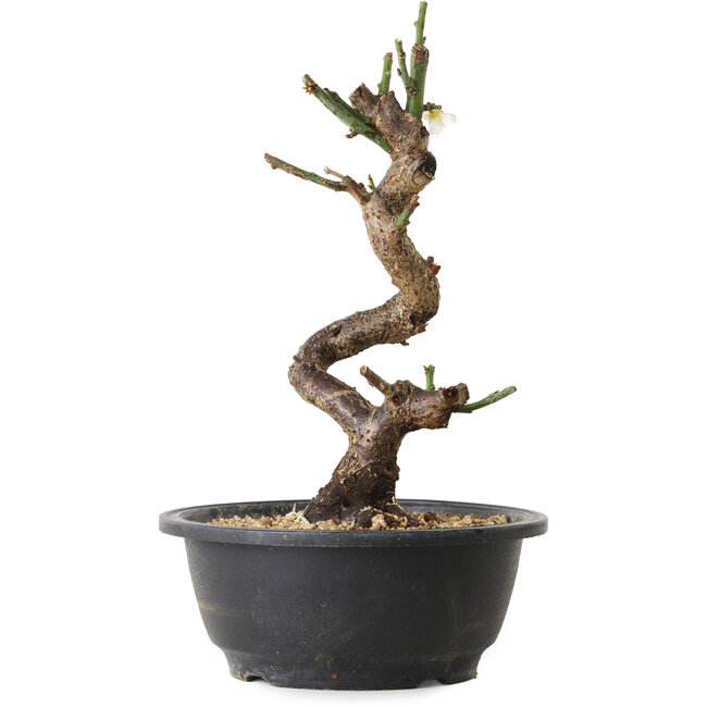 Prunus mume blanco, 30 cm, ± 12 años, con un nebari de 6 cm
