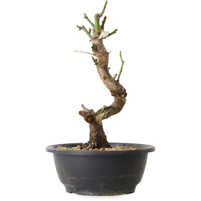 Prunus mume white, 30 cm, ± 12 years old, with a nebari of 6 cm