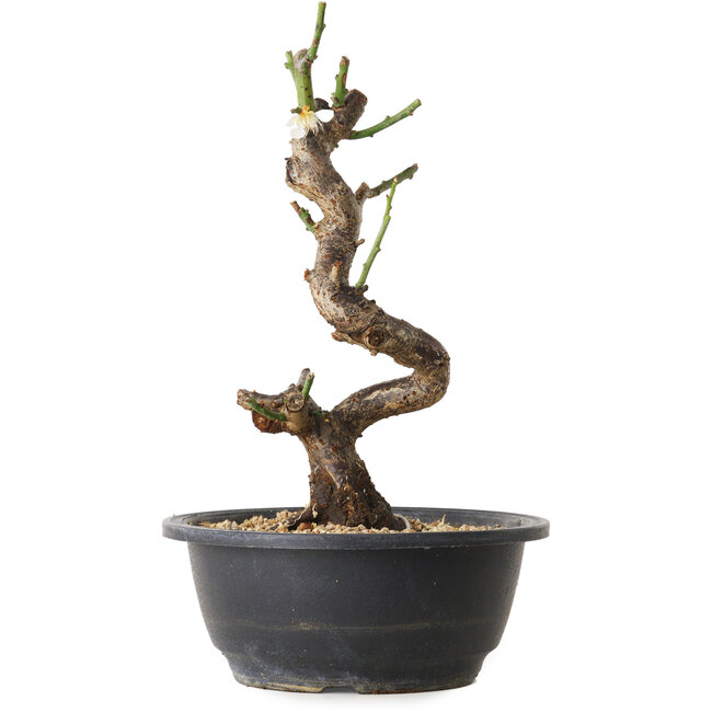 Prunus mume white, 30 cm, ± 12 Jahre alt, mit einem Wurzelansatz von 6 cm
