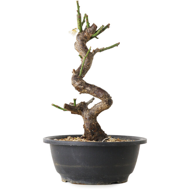 Prunus mume white, 30 cm, ± 12 years old, with a nebari of 6 cm