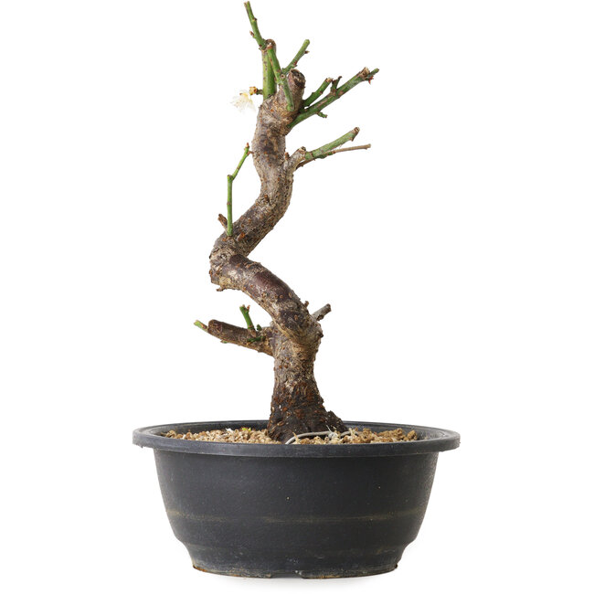 Prunus mume blanc, 30 cm, ± 12 ans, avec un nebari de 6 cm