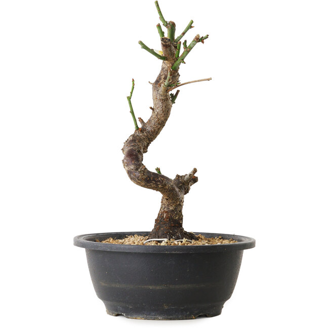 Prunus mume bianco, 30 cm, ± 12 anni, con un nebari di 6 cm