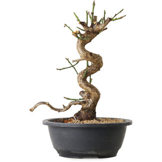 Prunus mume white, 35 cm, ± 12 years old