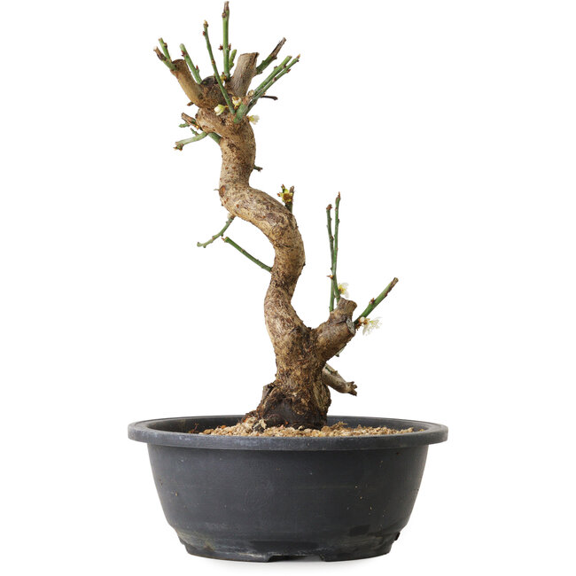 Prunus mume wit, 35 cm, ± 12 jaar oud, met een nebari van 6 cm