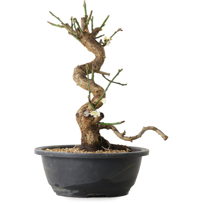 Prunus mume blanc, 35 cm, ± 12 ans, avec un nebari de 6 cm