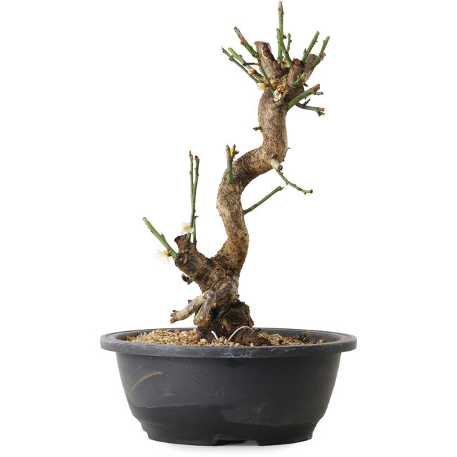 Prunus mume white, 35 cm, ± 12 Jahre alt, mit einem Wurzelansatz von 6 cm