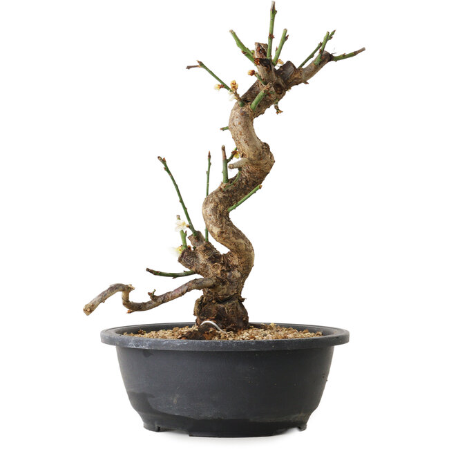 Prunus mume white, 35 cm, ± 12 years old, with a nebari of 6 cm