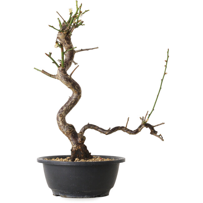 Prunus mume white, 35 cm, ± 12 years old, with a nebari of 6 cm