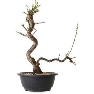 Prunus mume white, 36 cm, ± 12 years old