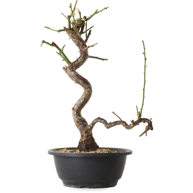 Prunus mume wit, 36 cm, ± 12 jaar oud, met een nebari van 6 cm