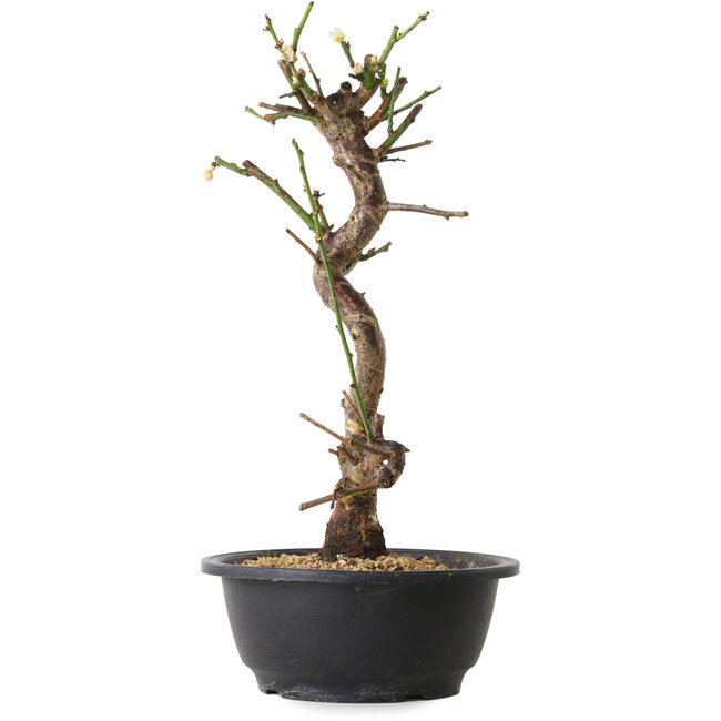 Prunus mume blanco, 36 cm, ± 12 años, con un nebari de 6 cm